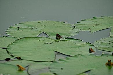 《堡垒之夜》同时在线人数创新纪录 超过600万